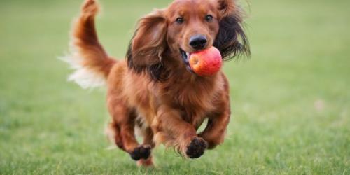 آیا سگ ها می‌توانند سیب بخورند؟