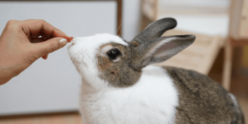 آیا خرگوش ها می توانند بادام بخورند؟