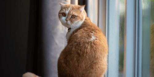 علائم و درمان اضطراب جدایی در گربه ها