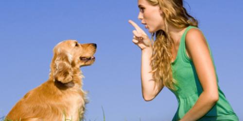چگونه به سگ حرف زدن را بیاموزیم؟