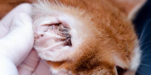 درمان خانگی برای کنه گوش در گربه ها