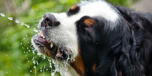 چگونه سگ را وادار به نوشیدن آب کنیم؟