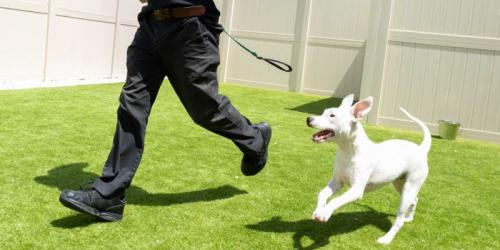 چگونه به سگ یاد دهیم که بدون بند قلاده راه برود؟