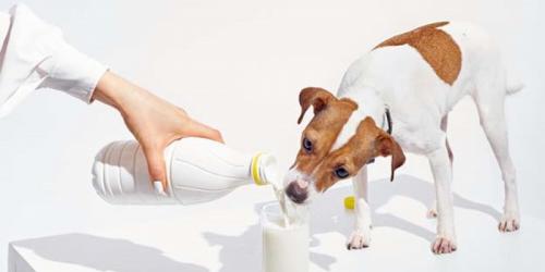 علائم و درمان حساسیت به لاکتوز در سگ ها