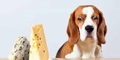 آیا سگ می تواند پنیر بخورد؟