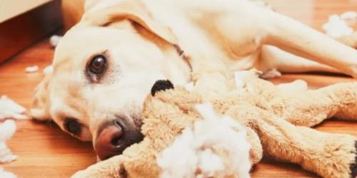 علائم، علل و درمان پیکا (هرزه خواری) در سگ