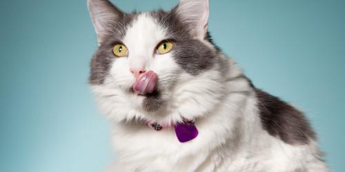 آلرژی غذایی در گربه ها