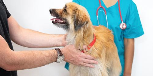 10 نشانه سرطان در سگ ها که باید مراقب آنها باشید