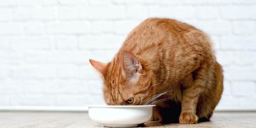 آیا گربه ها در رژیم غذایی خود به فیبر نیاز دارند؟