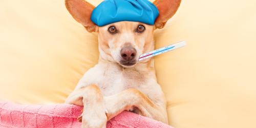 علائم و درمان تب در سگ ها