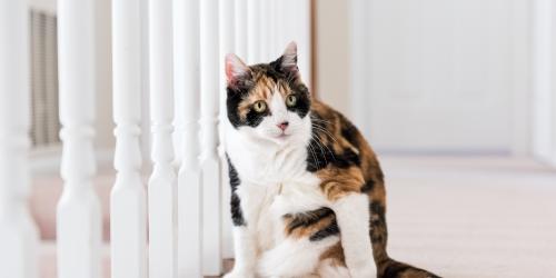 علائم و درمان آرتریت در گربه ها