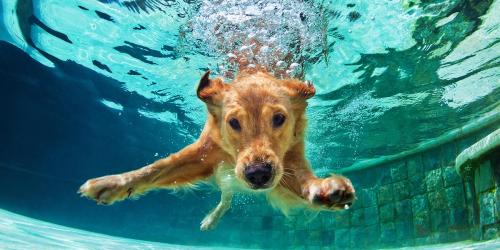 چگونه به سگ شنا بیاموزیم؟