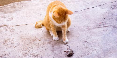 چرا گربه ها حیوانات مرده را به خانه می آورند؟