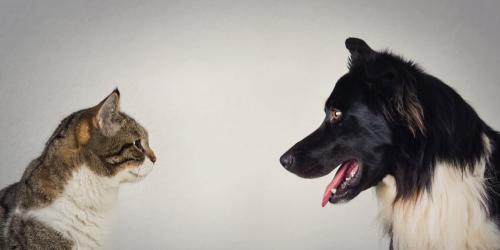 آیا سگها و گربه ها واقعا دشمن هستند؟