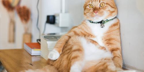 وزن ایده آل گربه ها چقدر باید باشد؟