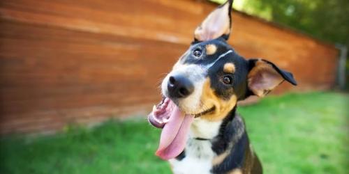 علل و درمان بیماری دهلیزی در سگ