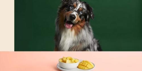 آیا سگ ها می توانند انبه بخورند؟