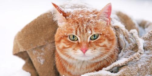 4 راه برای فعال نگه داشتن گربه در زمستان