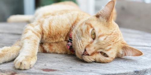 علل، علائم و درمان سنگ کلیه در گربه