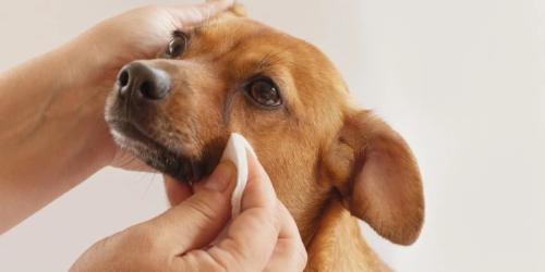 چگونه لکه های اشکی زیر چشم سگ را از بین ببرید