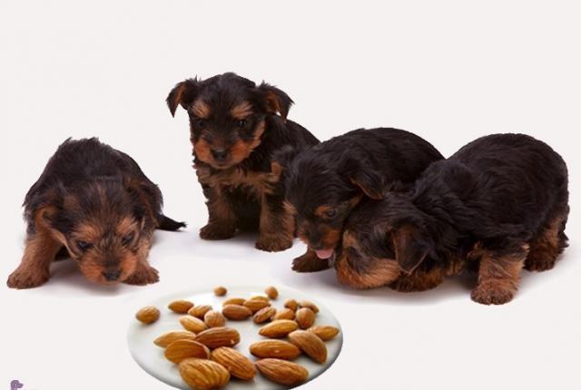 آیا سگ ها می‌توانند بادام بخورند ؟