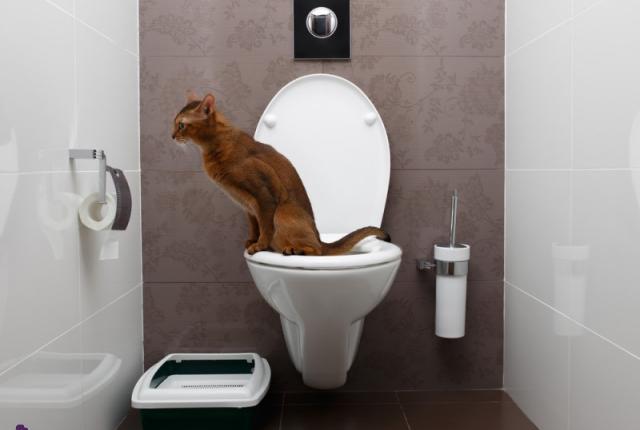 آموزش استفاده از توالت فرنگی به گربه