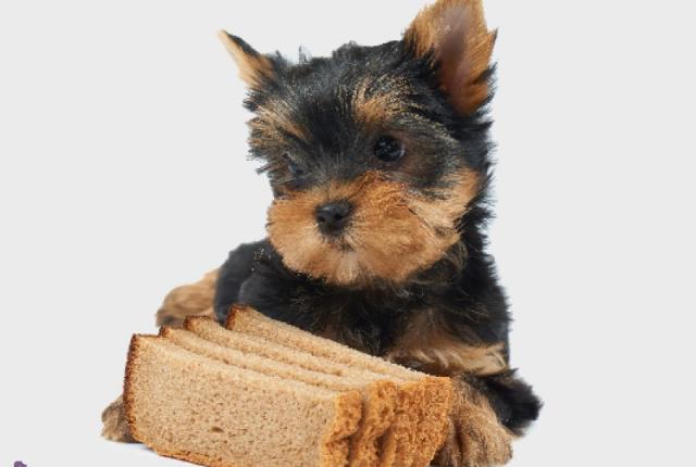 آیا سگ ها می‌توانند نان بخورند ؟