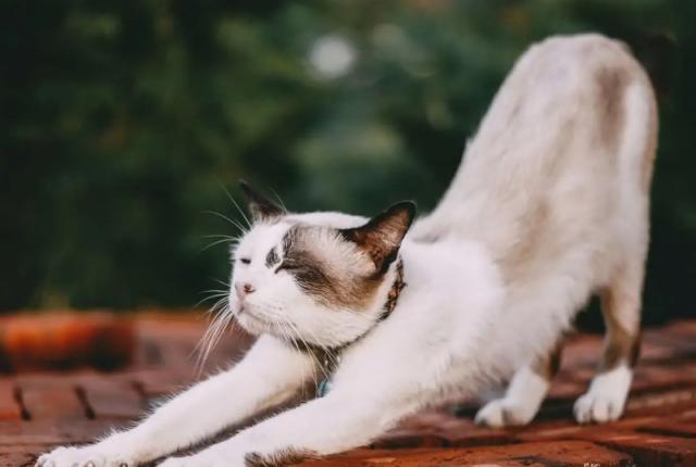 دلیل انعطاف گربه چیست؟