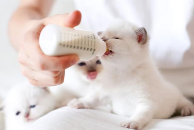 شیر دادن به بچه گربه با شیشه شیر