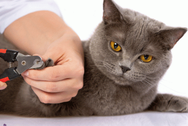 کوتاه کردن ناخن گربه