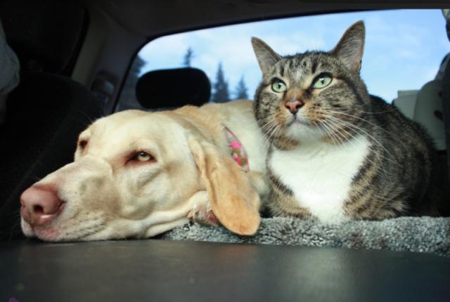 مراقبت از حیوانات در داخل ماشین