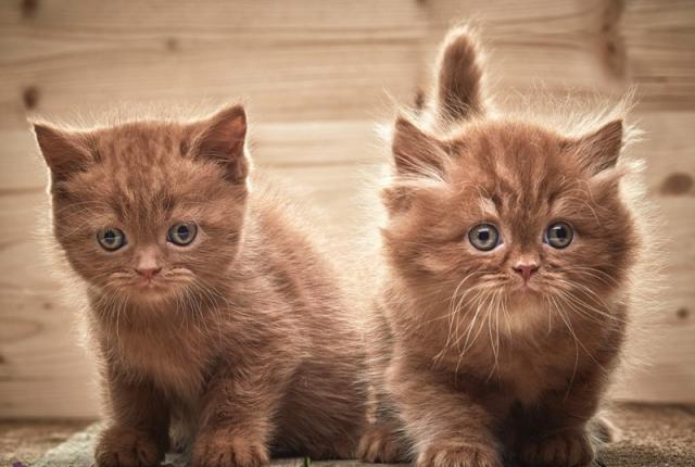 ۶ هفته ابتدایی زندگی گربه: مهم‌ترین دوران زندگی