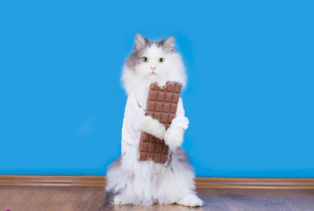 آیا گربه می تواند شکلات بخورد؟