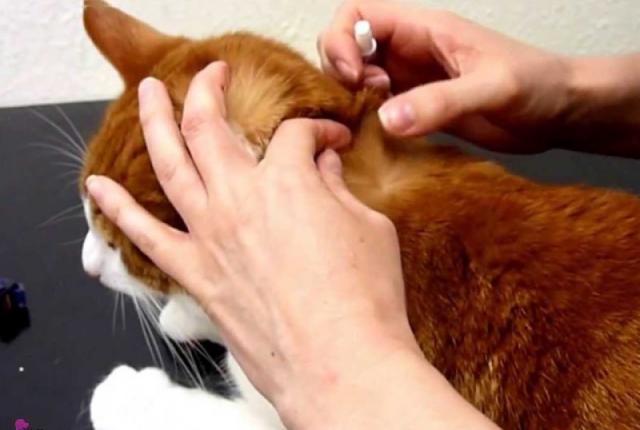 درمان خانگی کک و کنه در گربه ها