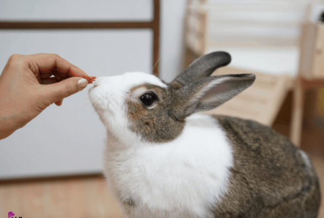 آیا خرگوش ها می توانند بادام بخورند؟