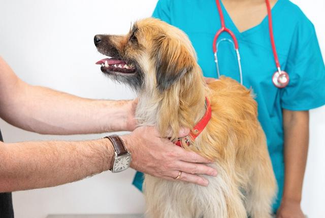 10 نشانه سرطان در سگ ها که باید مراقب آنها باشید