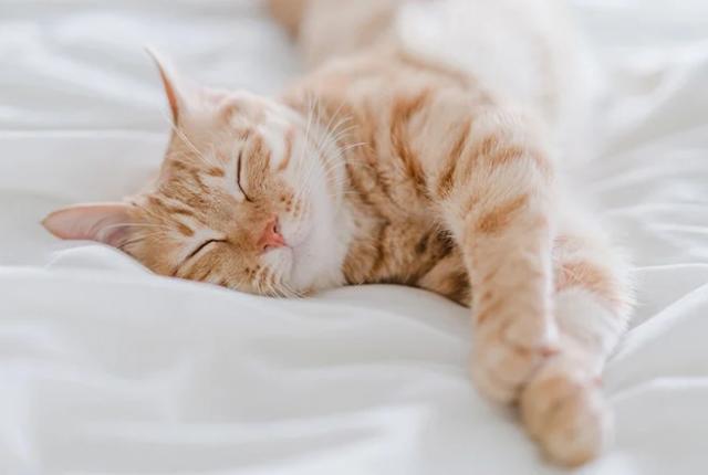 چرا گربه ها زیاد می خوابند؟