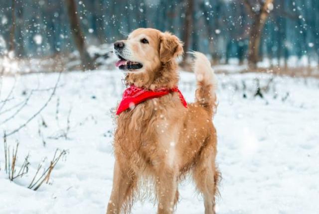 خطرات رایج برای سلامتی سگ در زمستان