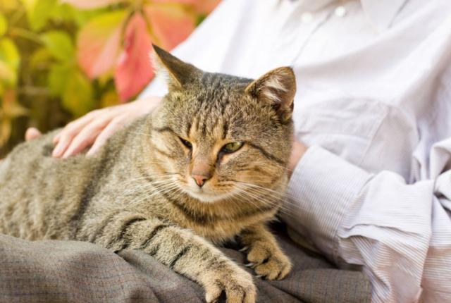 هر آنچه که باید درباره مراقبت از گربه سالخورده بدانید