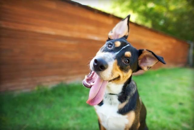 علل و درمان بیماری دهلیزی در سگ