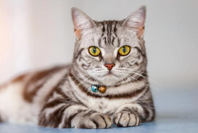10 نژاد گربه با طولانی ترین طول عمر