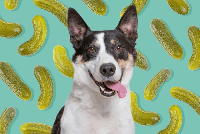 آیا سگ ها می توانند خیارشور بخورند؟