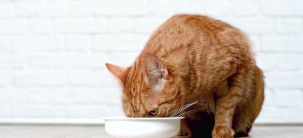 آیا گربه ها در رژیم غذایی خود به فیبر نیاز دارند؟