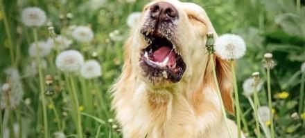 هر آنچه که باید درباره تست آلرژی سگ بدانید