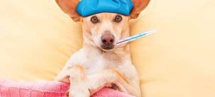 علائم و درمان تب در سگ ها