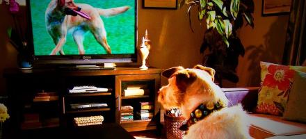 آیا سگ ها می توانند تلویزیون تماشا کنند؟