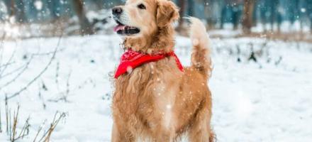 خطرات رایج برای سلامتی سگ در زمستان