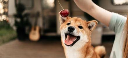 آیا سگ ها می توانند گیلاس بخورند؟