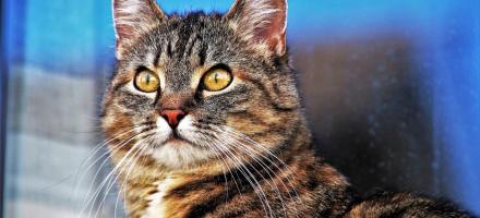 اوتیسم در گربه ها | آیا بچه گربه ها می توانند اوتیسم شوند؟
