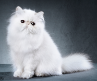 آشنایی با گربه نژاد پرشین : گربۀ اصیل ایرانی